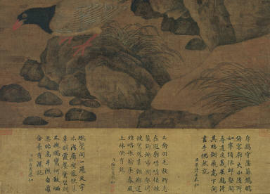 Wild Pheasants and Thorny Shrubs