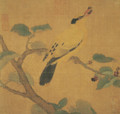 Golden Oriole on a Mulberry Branch