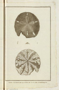 Gros oursin, cote du N.O. de l'Amerique. / Prevost, Guillaume ; La Perouse, Jean-Francois de Galaup, comte de, 1741-1788 / 1797
