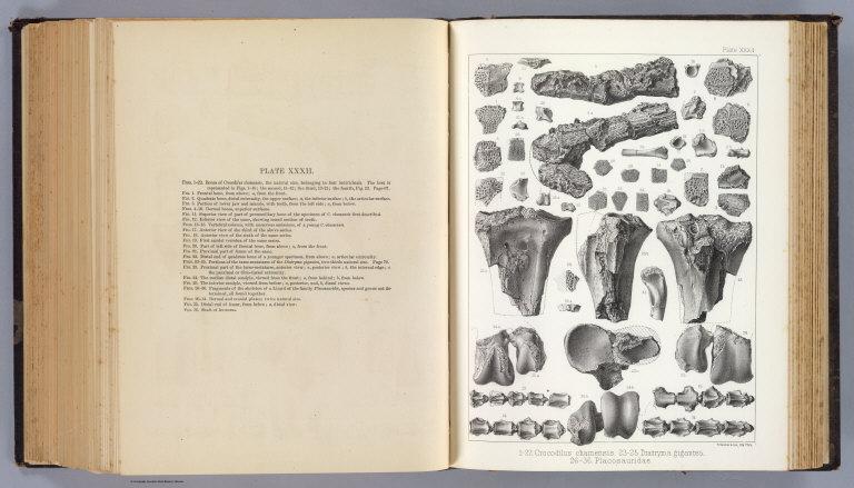 XXXII. Crocodilus, Diatryma gigantea, Placosauridae.