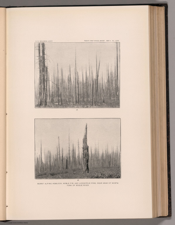 View: Plate LXXIX. Burnt Alpine Hemlock, Noble Fir, and Lodgepole Pine, Rogue River.