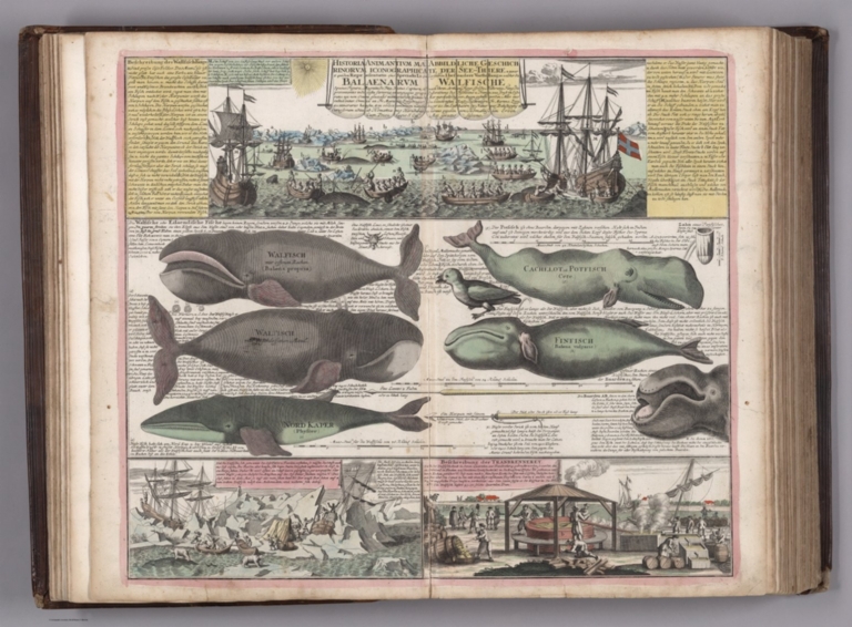 View: Balaenarum Walfische.